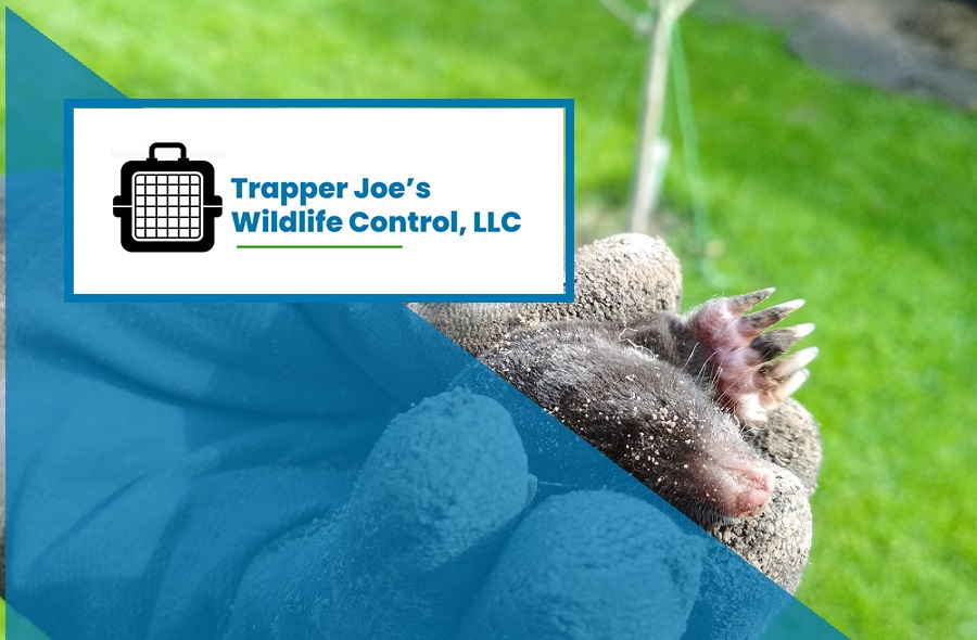 Call 317-832-5840 for Indianapolis Animal Trapping and Removal Service