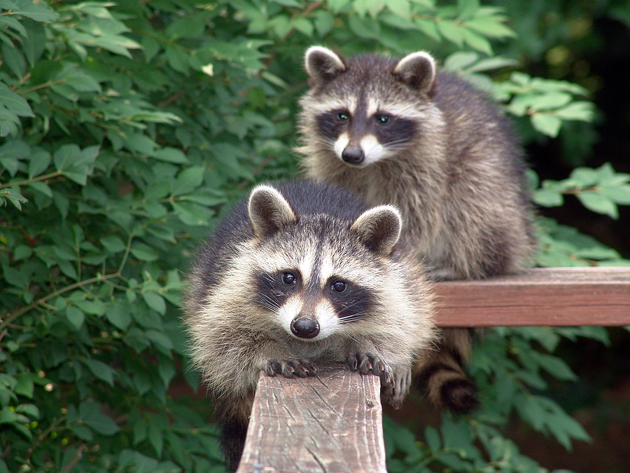 Call 317-832-5840 for Licensed & Insured Wildlife Control Service in Indianapolis Indiana