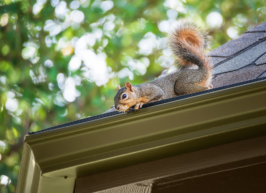 Call 317-832-5840 for Squirrel Control Service in Indianapolis