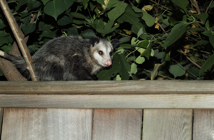 Call 317-832-5840 for Licensed & Insured Opossum Removal Service in Indianapolis & Surrounding Towns