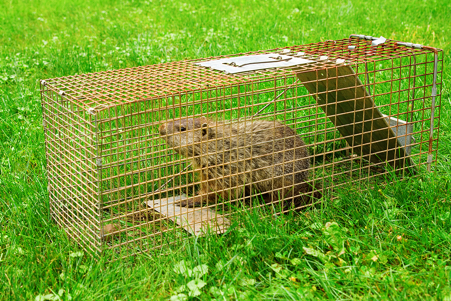 Call 317-832-5840 for Groundhog Removal in Indianapolis