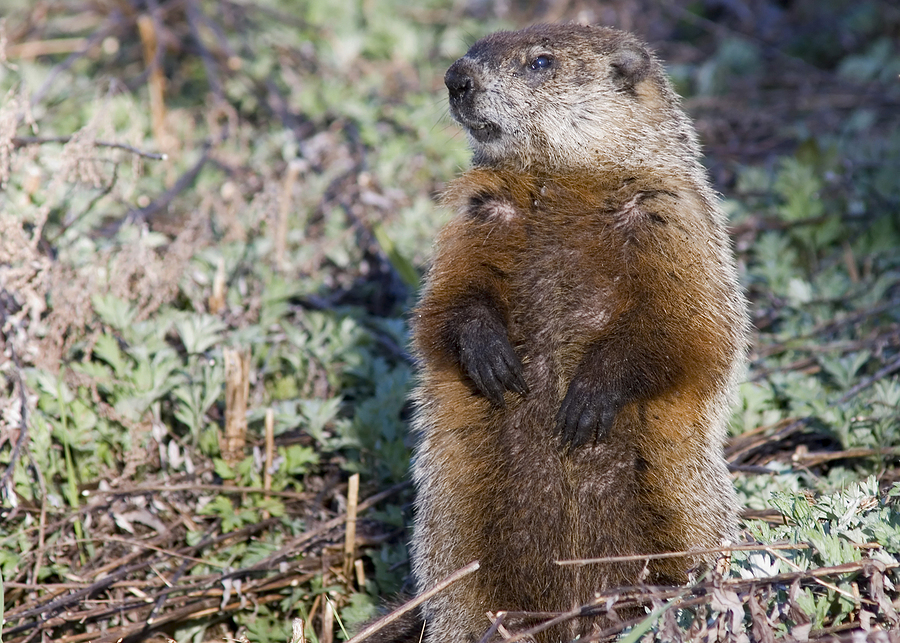 Call 317-832-5840 for Licensed & Insured Groundhog Trapping in Indianapolis Indiana