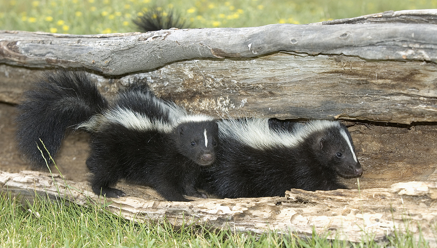 Call 317-832-5840 for Licensed & Insured Skunk Control Service in Indianapolis