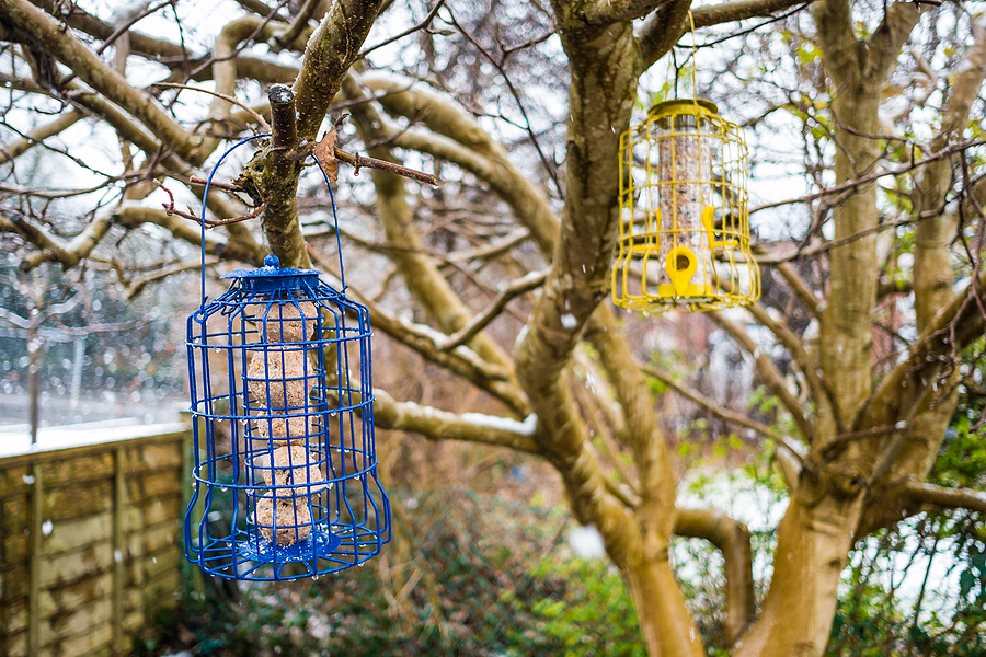 Squirrel Proof Bird Feeders in Indianapolis