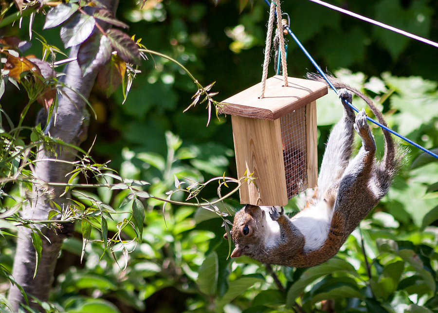 Call 317-832-5840 to Keep Squirrels Off Bird Feeders in Indianapolis