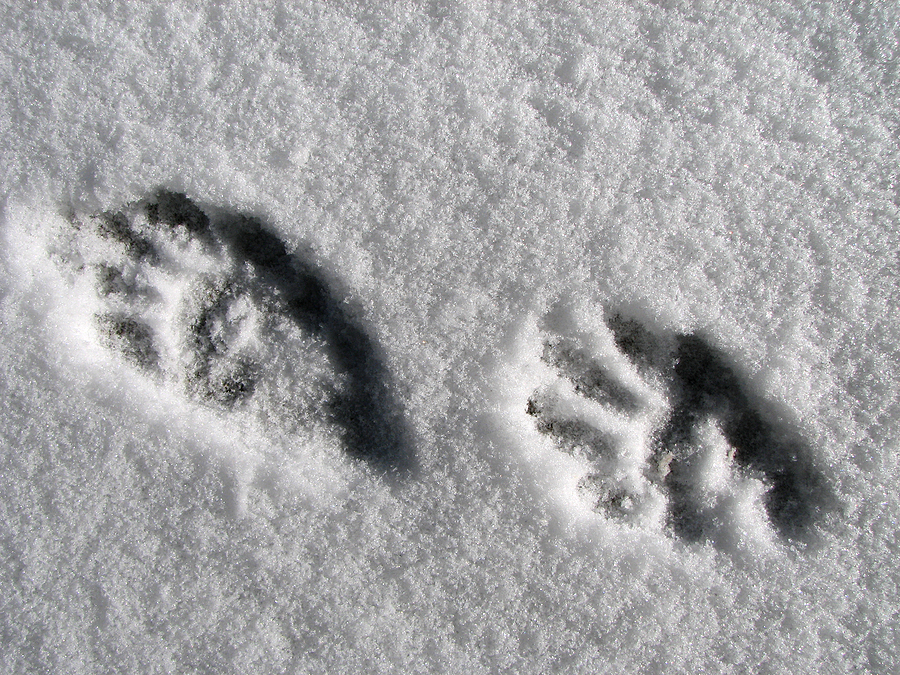 Raccoon Paw Prints in Snow