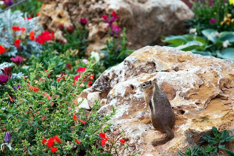 Prevent Chipmunk Burrows in Your Garden