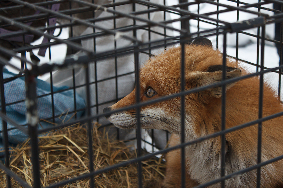 Humane Fox Control in Indiana