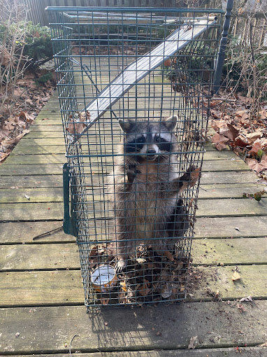Raccoon Control