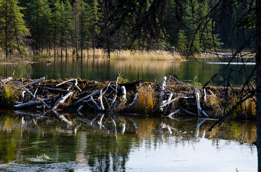 Beaver Dam on Your Property