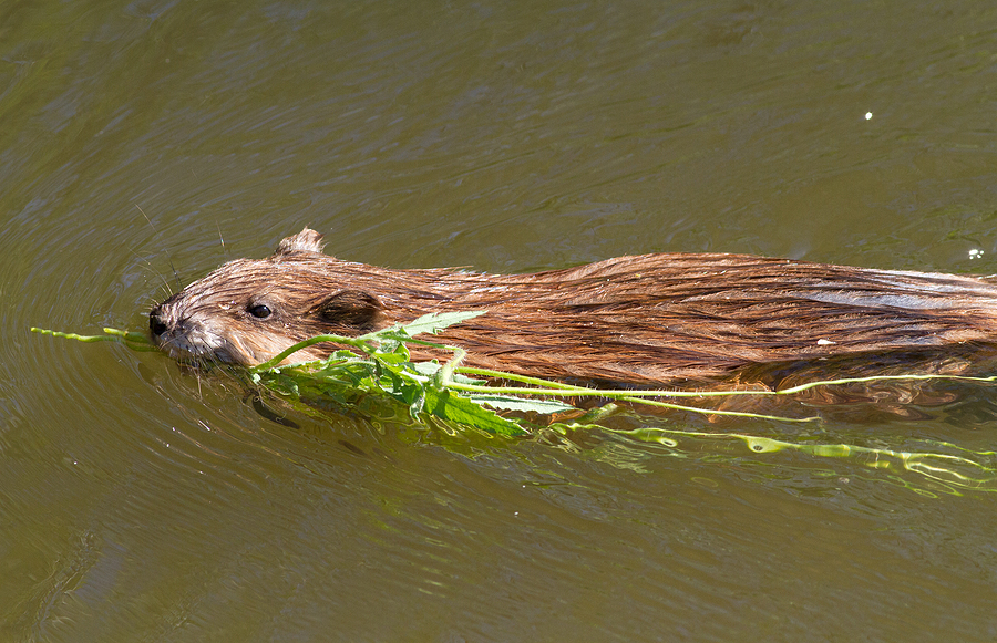 Get Rid of Muskrats in a Pond in Indianapolis