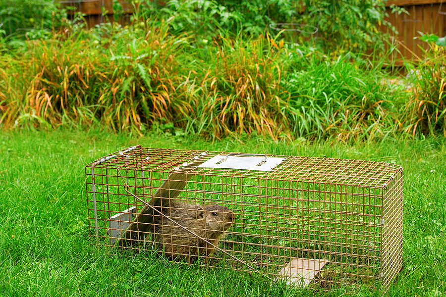 Stop Woodchucks in the Garden